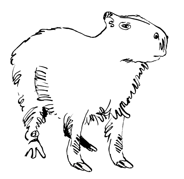Capybara inked animal