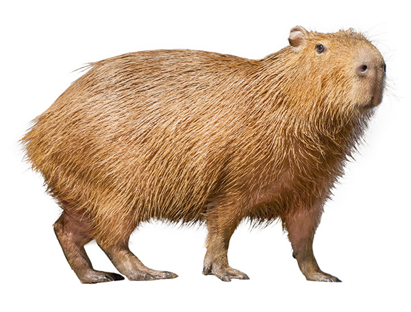 Capybara reference animal